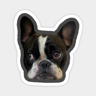 Funny french bulldog puppy Magnet