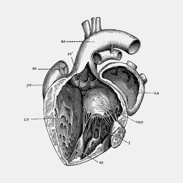 Internal Human Heart Diagram - Anatomy Poster by Vintage Anatomy Prints