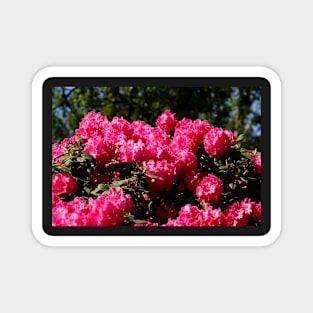 Pink Rhododendron Flower, Close-Up, Germany Magnet