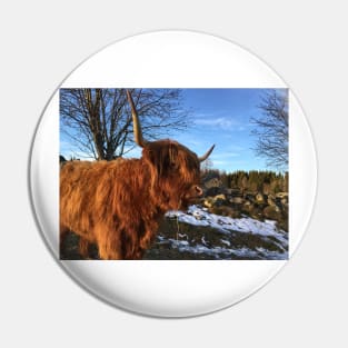 Scottish Highland Cattle Cow 2252 Pin