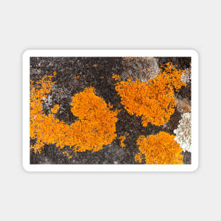 Orange Ocean Coral Fungi Texture Magnet