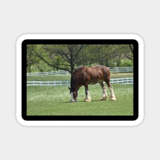 Clydesdale Magnet