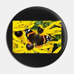 Vanessa Atalanta on Rudbeckia Pin