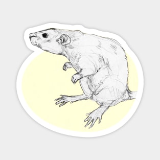 cute rat pencil drawing Magnet