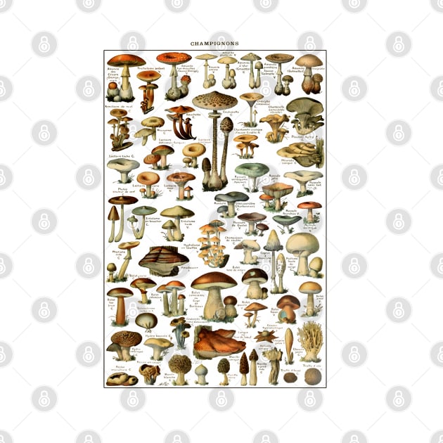 Antique Fungi Collection - Botanical Art Print by TooplesArt