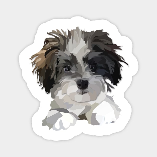 Maltese cavachon discount