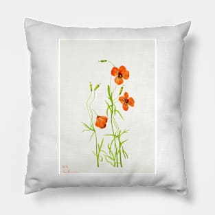 Wind poppies - Botanical Illustration Pillow