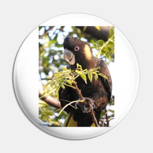 Yellow-tailed Black Cockatoo Pin