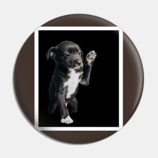 Black puppie Pin