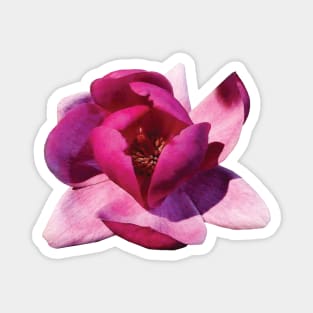 Magnolias - Pink Magnolia Closeup Magnet