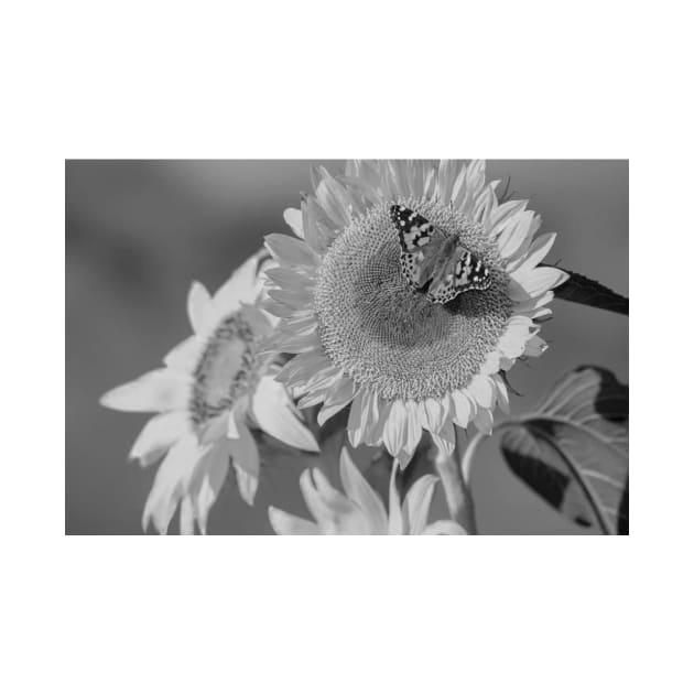 American Painted Lady Butterfly On Sunflower by AinisticGina