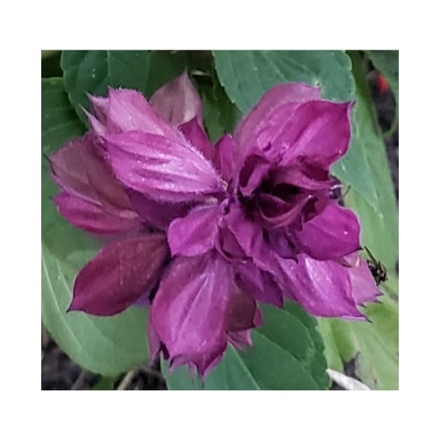 Close up of a purple flower by Kim-Pratt