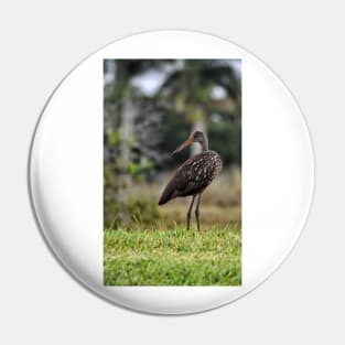 Juvenile Anhinga on the Lookout Pin