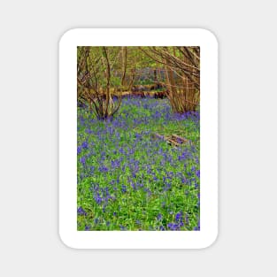 Bluebell Woods Basildon Park Reading UK Magnet