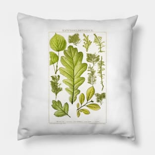 Assorted leaves and mosses - Botanical Illustration Pillow