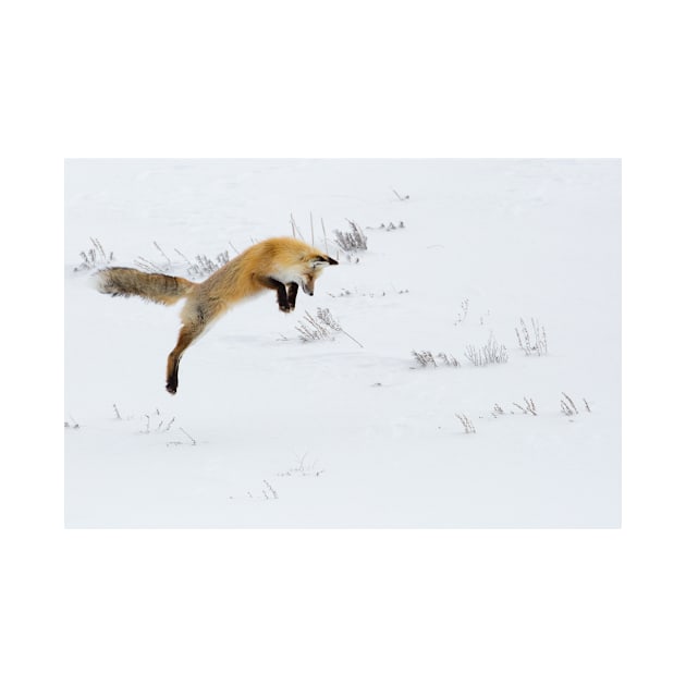 Fox Diving Headfirst into Snow by kawaii_shop