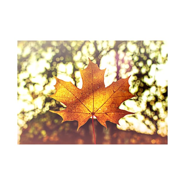 Sunlit golden maple leaf against nature background by lena-maximova