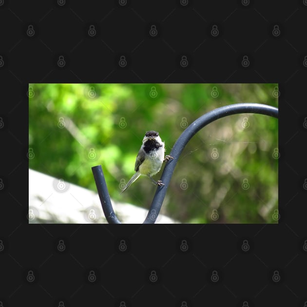 Black-capped Chickadee Staring by BackyardBirder