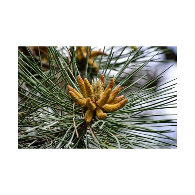 Baby Pine Cones by srosu