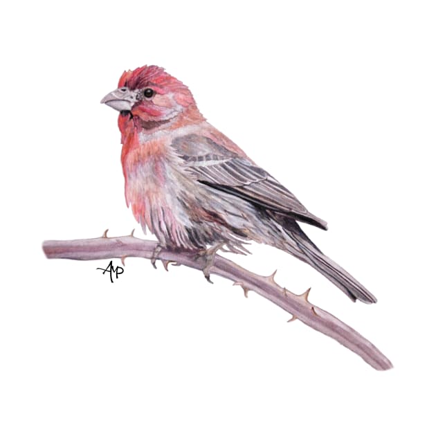 House Finch Watercolor by ampomata