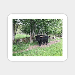 Scottish Highland Cattle Bull 2403 Magnet