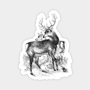 Deer Vintage Illustration Magnet