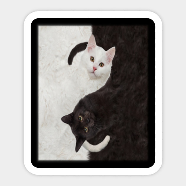 Black And White Cat Black Cat And White Cat