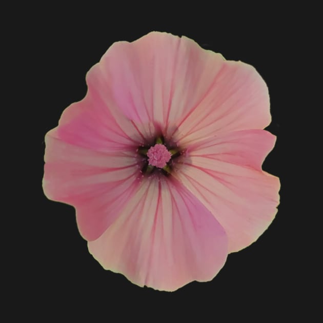 Rose Mallow by TheAshleyYoung