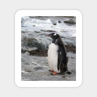 Gentoo penguin chick Magnet