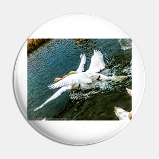 Fighting Swans Pin