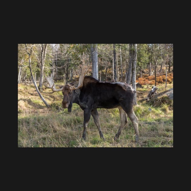 Moose in the fall woods by josefpittner