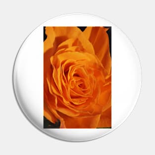 Orange Rose Closeup Pin