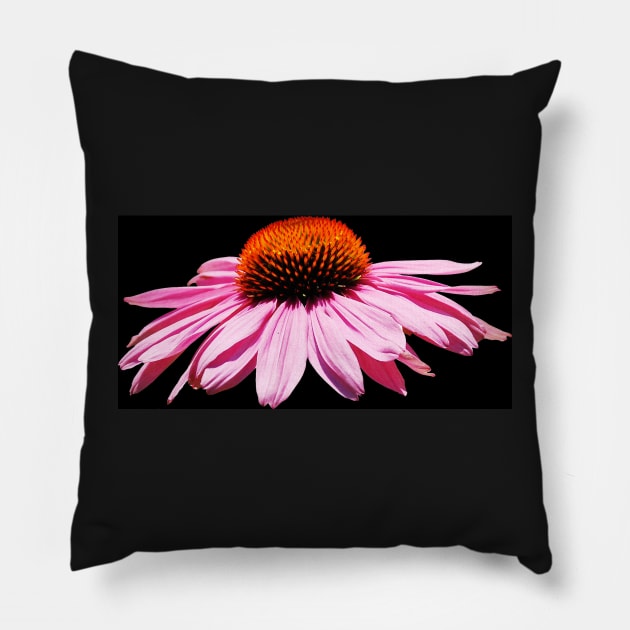 Echinacea Purpurea on White Background Pillow by jojobob