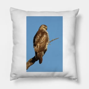 Red-tailed Hawk - juvenile Pillow