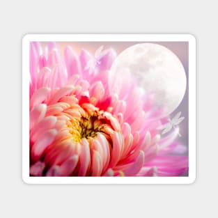 Chrysanthemum and Moon Magnet