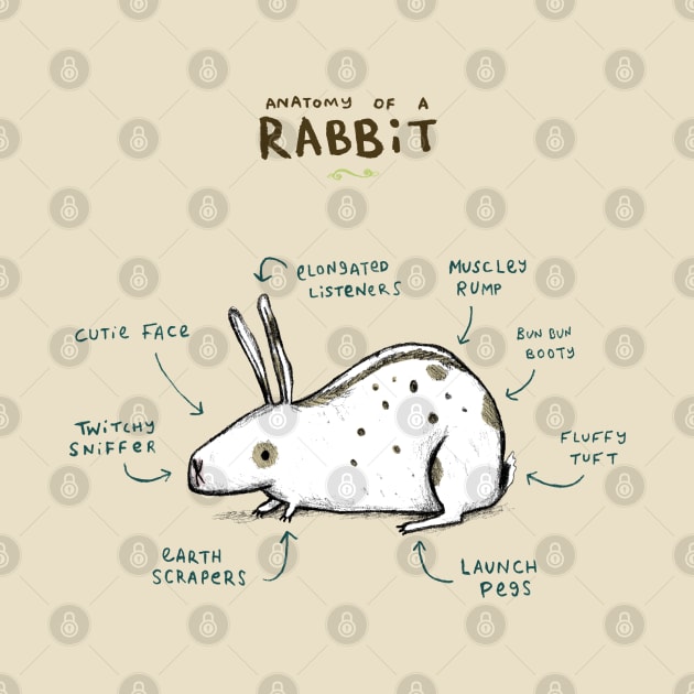 Anatomy of a Rabbit by Sophie Corrigan