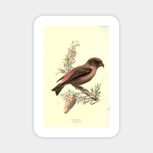 Crossbill Magnet