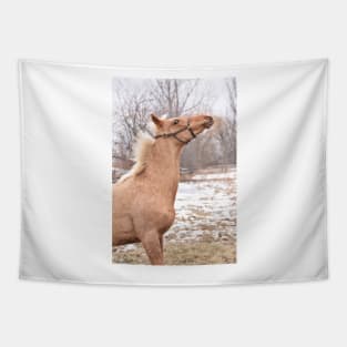 Palomino thoroughbred colt Tapestry