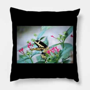 Giant Swallowtail On Pink Flower Pillow