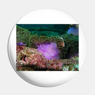 Anemone in current Pin