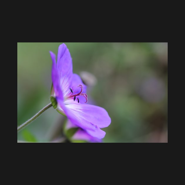 Charming Cranesbill by gracethescene