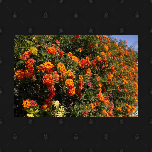 Flowers Lantana by redneckpoet