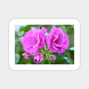 Ivy leaf pelargonium Geranium Magnet