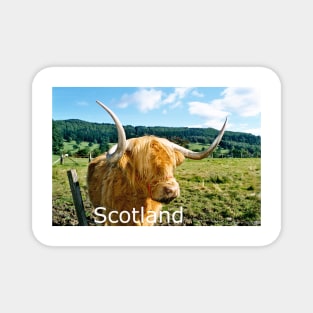 The Hairy Coo - Highland cow , Scotland Magnet