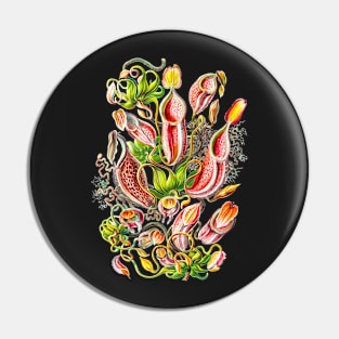 Nepenthes gymnamphora - Botanical illustration Pin