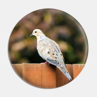 Mourning Dove Perched On a Fence Pin