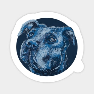 Blue pitbull dog animal portrait Magnet