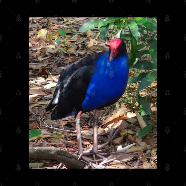 The Purple Swamp Hen! by Mickangelhere1