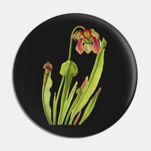 Catesby Pitcherplant - Sarracenia catesaei - Walcott - Botanical Illustration Pin