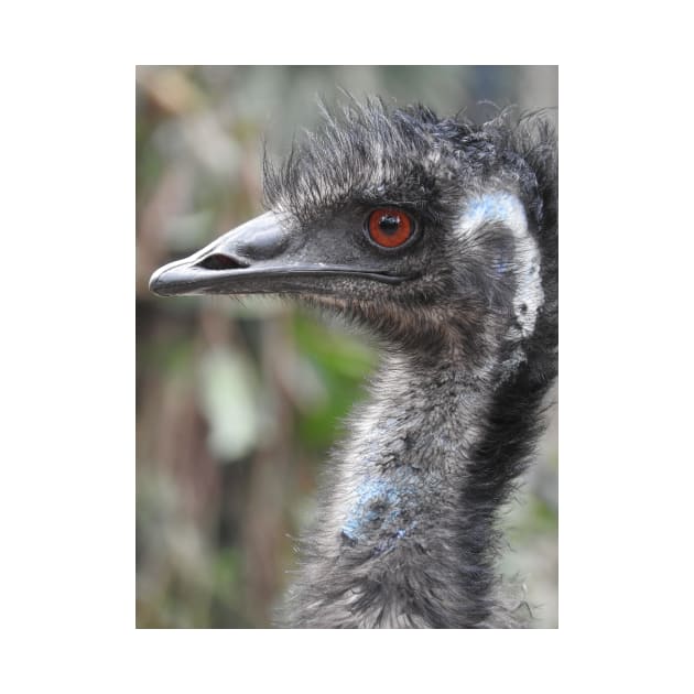 Emu by kirstybush